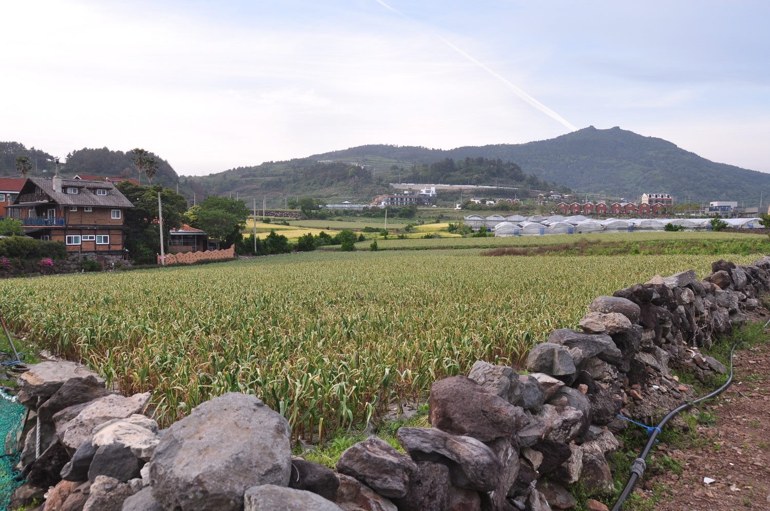 韩国济州岛多尔丹宾馆附近的大蒜田