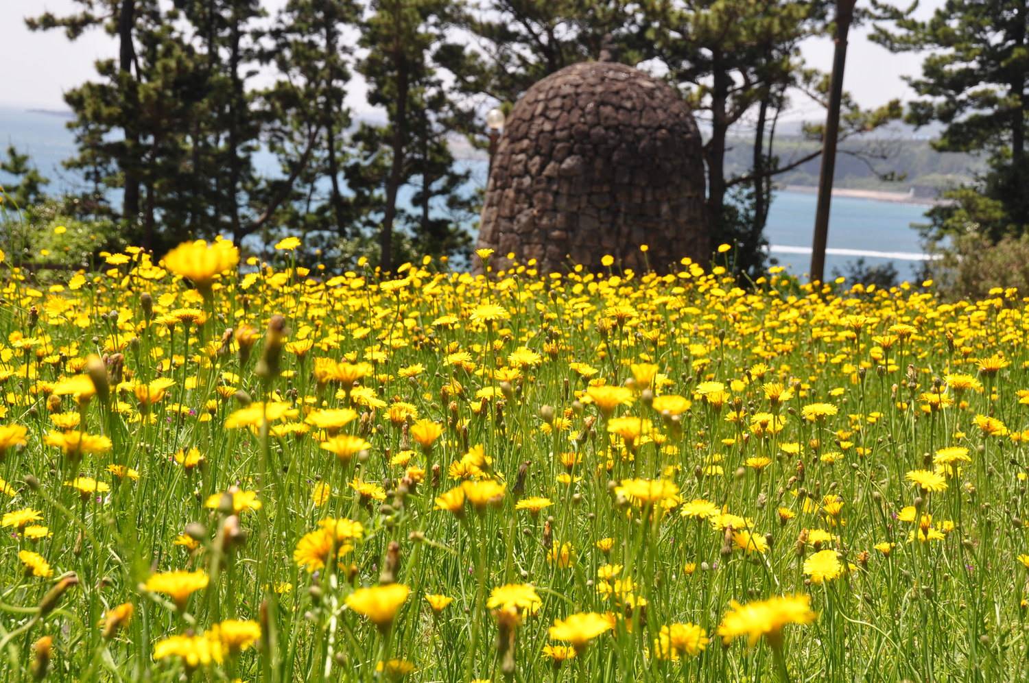 忠门花卉韩国济州岛